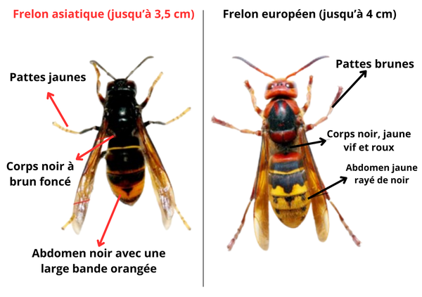 Frelon asiatique (jusqu’à 3,5 cm) (1)